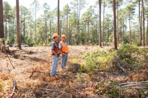 Workers assessing cleared forest area.