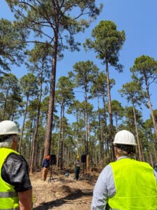 Workers observing tall trees in a forest.