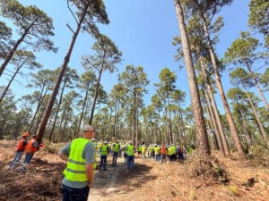 People in safety vests observing tall trees.