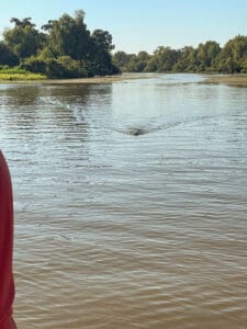 River scene with distant animal swimming.