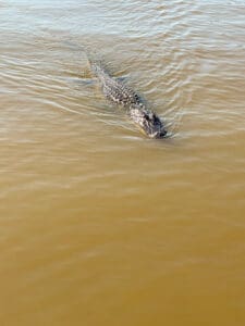 Alligator swimming in muddy water