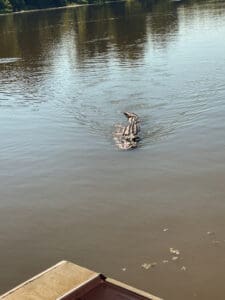 Alligator swimming in calm lake near boat.