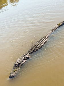Large crocodilian swimming in murky brown water