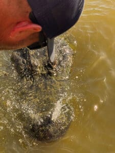 Person leaning over large fish in water