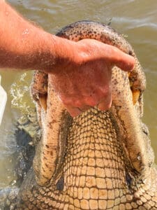 Hand touching a crocodile's closed snout.