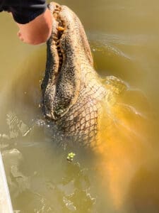 Person feeding large alligator in water.