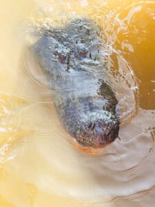 Alligator swimming in murky water.