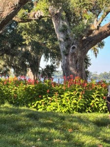 Lush garden with large trees and flowers.
