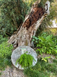 Large hollow tree trunk with green ferns.