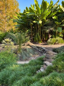 Lush garden with tall banana plants.