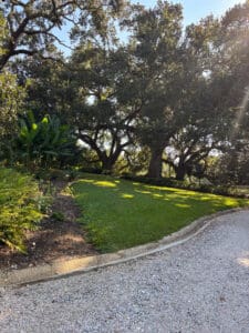 Sunny garden path with large trees.