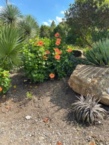 Orange hibiscus flowers beside garden boulder