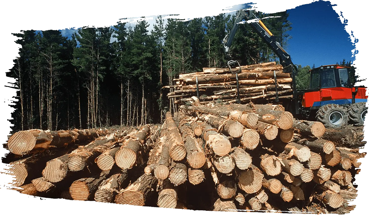 Tractor loading stacked logs at forest site